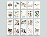 Nature Counting Cards (German)