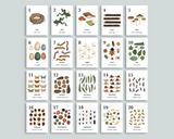 Nature Counting Cards