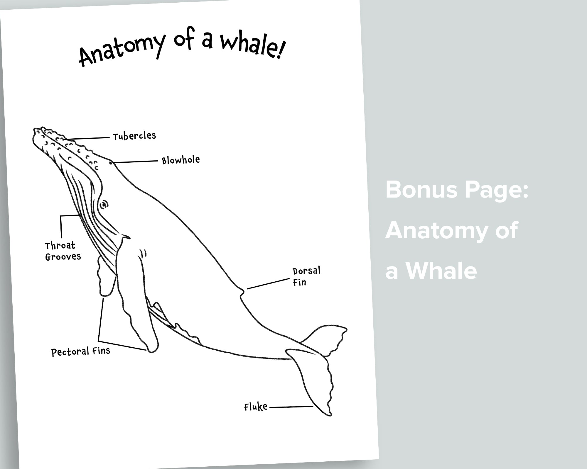 Whale Tails Letter Pack