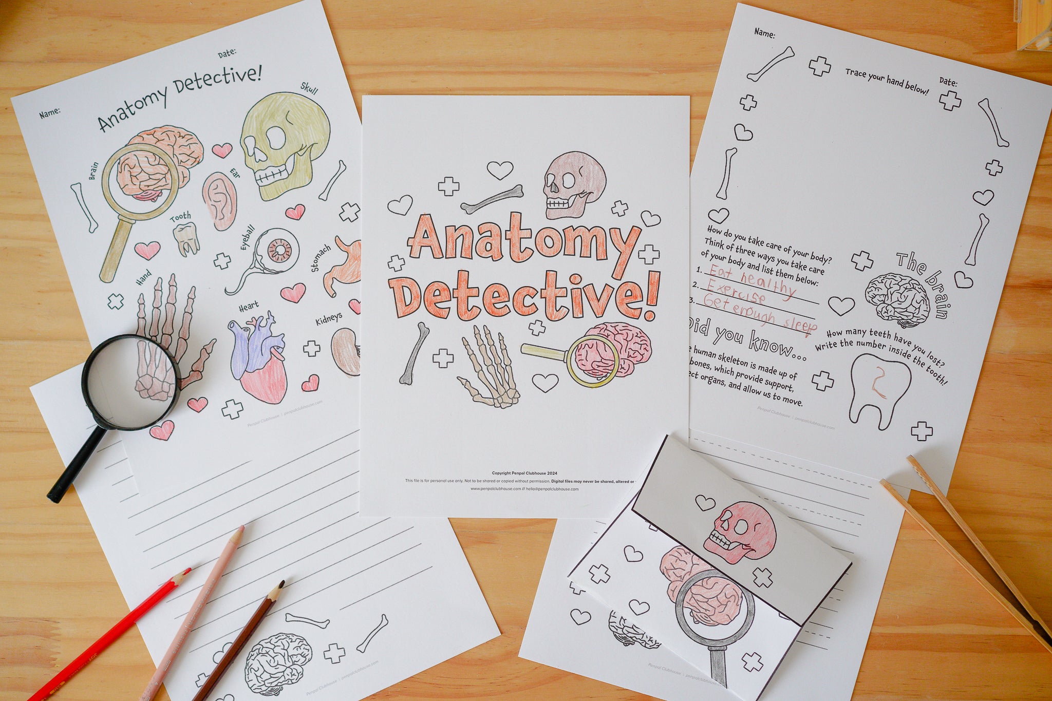 Anatomy Detective Letter Pack