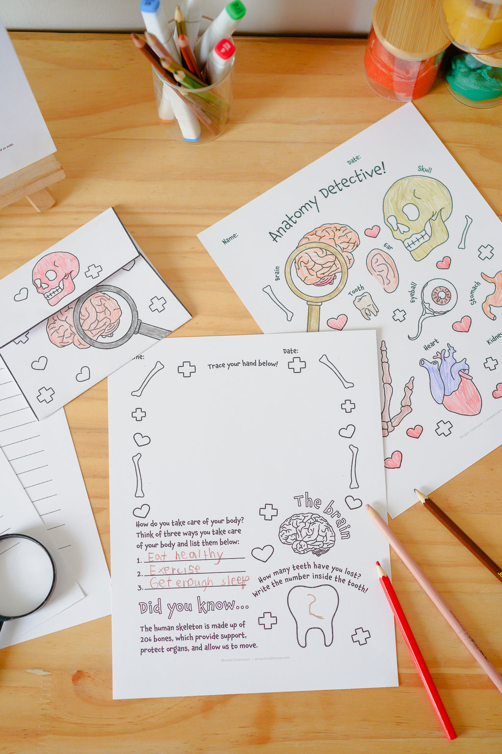 Anatomy Detective Letter Pack