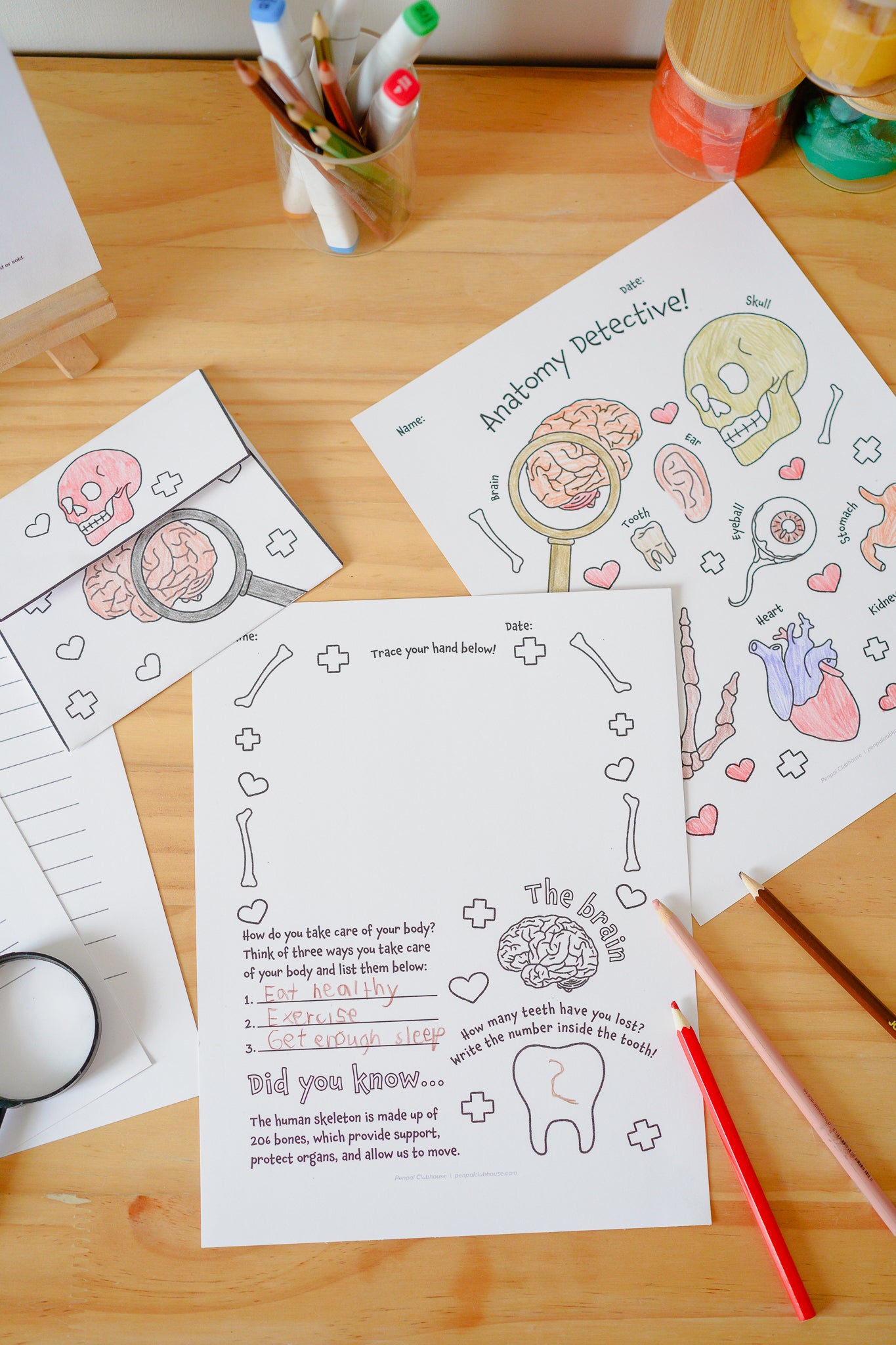 Anatomy Detective Letter Pack