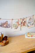 Vintage Nature Prints A-Z