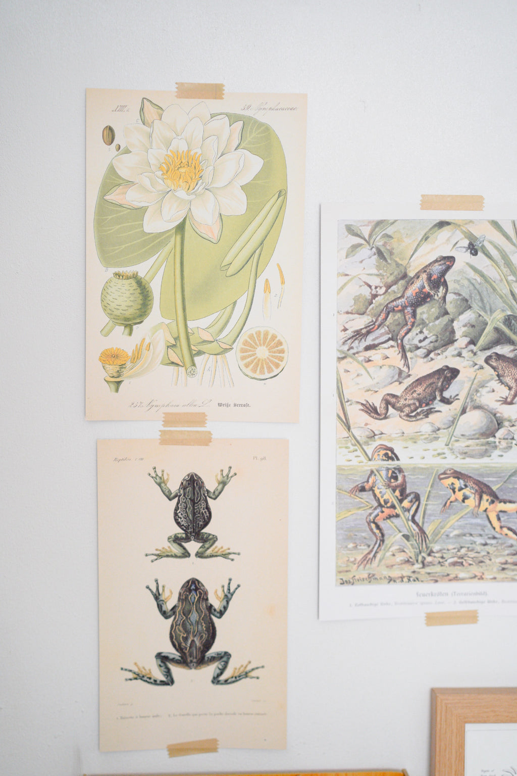 Vintage Nature Prints A-Z