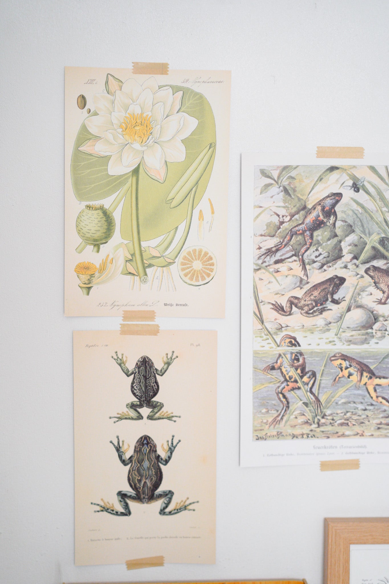 Vintage Nature Prints A-Z