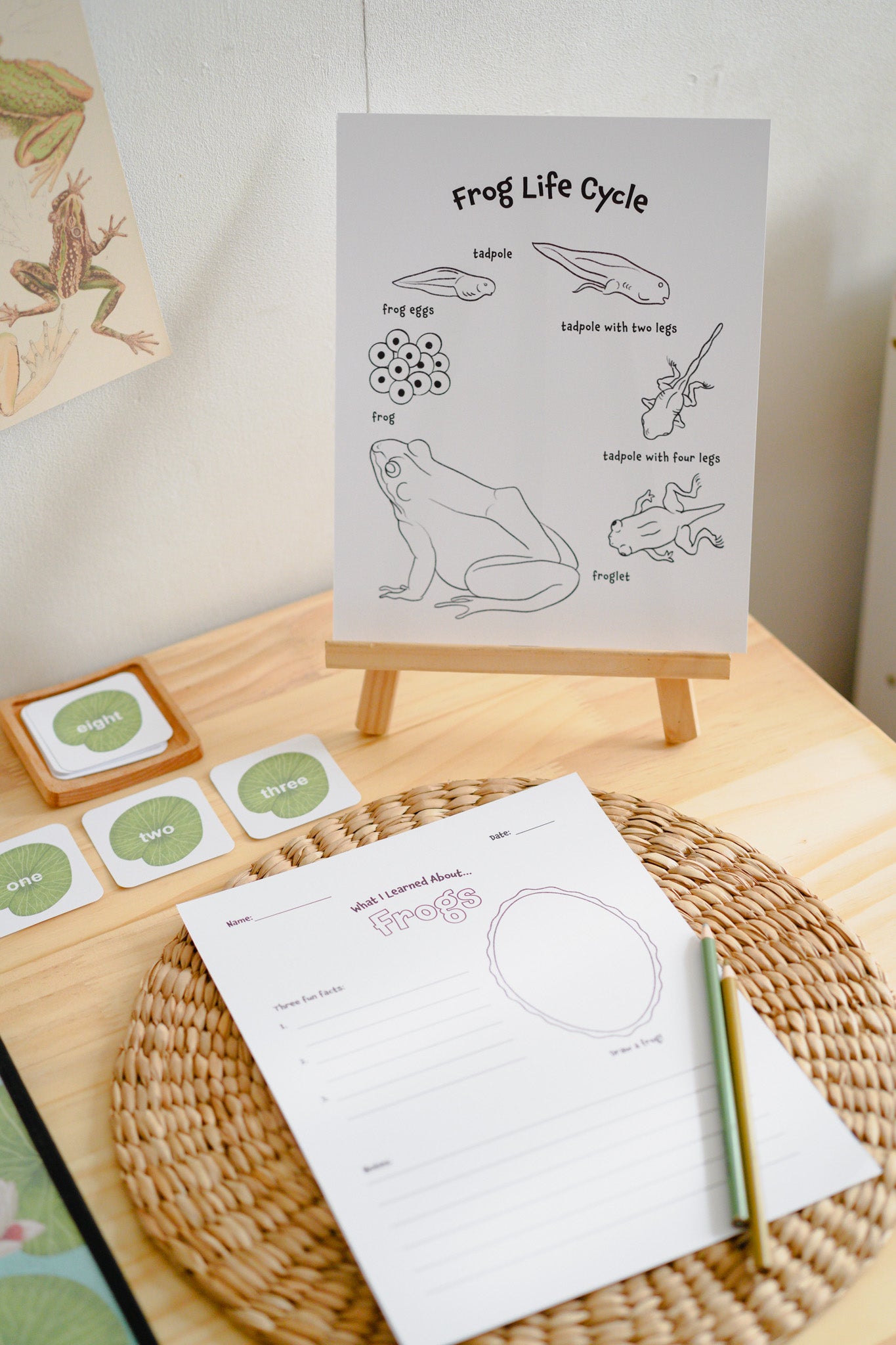 Frog life cycle educational poster displayed on a small wooden easel, with matching frog-themed cards and a worksheet on a woven placemat on a light wood table.