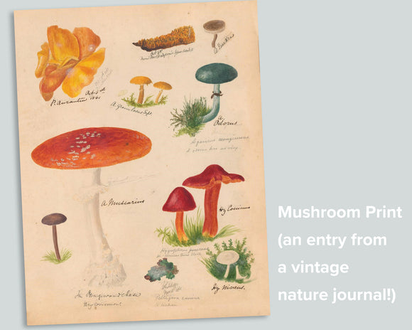 Vintage Mushroom Journal Page Print Freebie