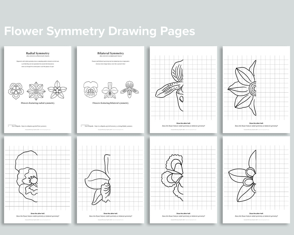 Flower Symmetry Drawing Pages
