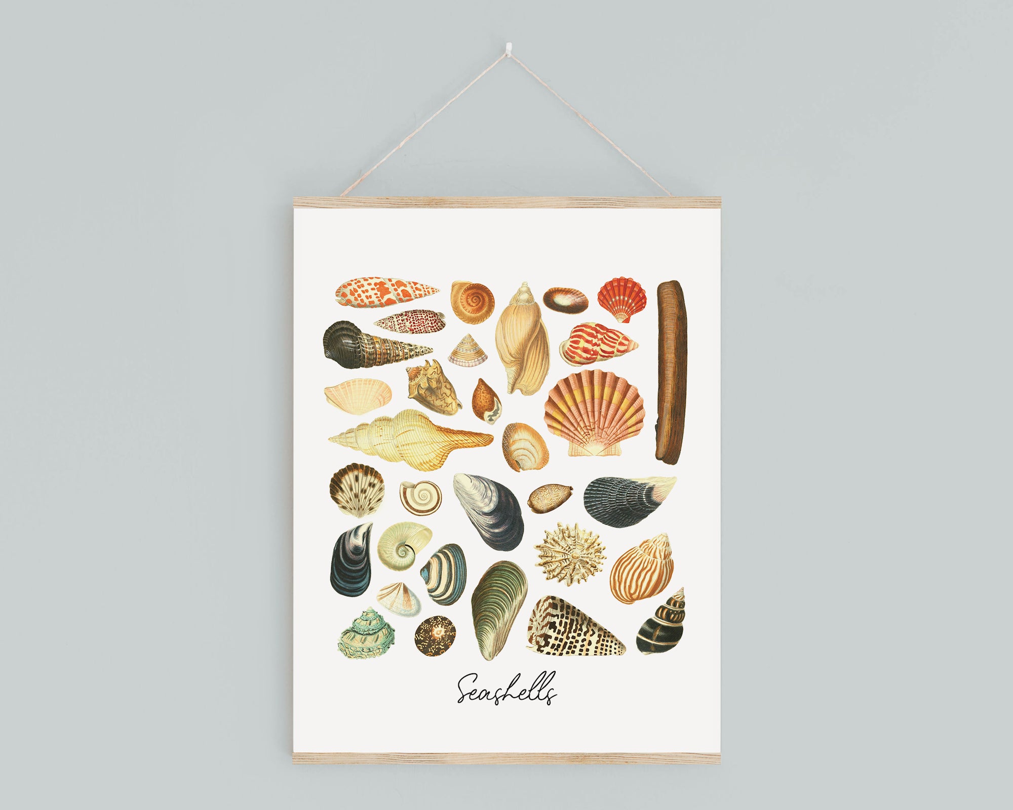 Vintage Shell Print