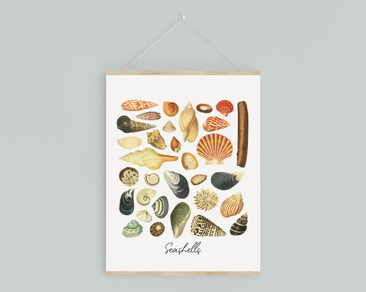 Seashell Mini Bundle