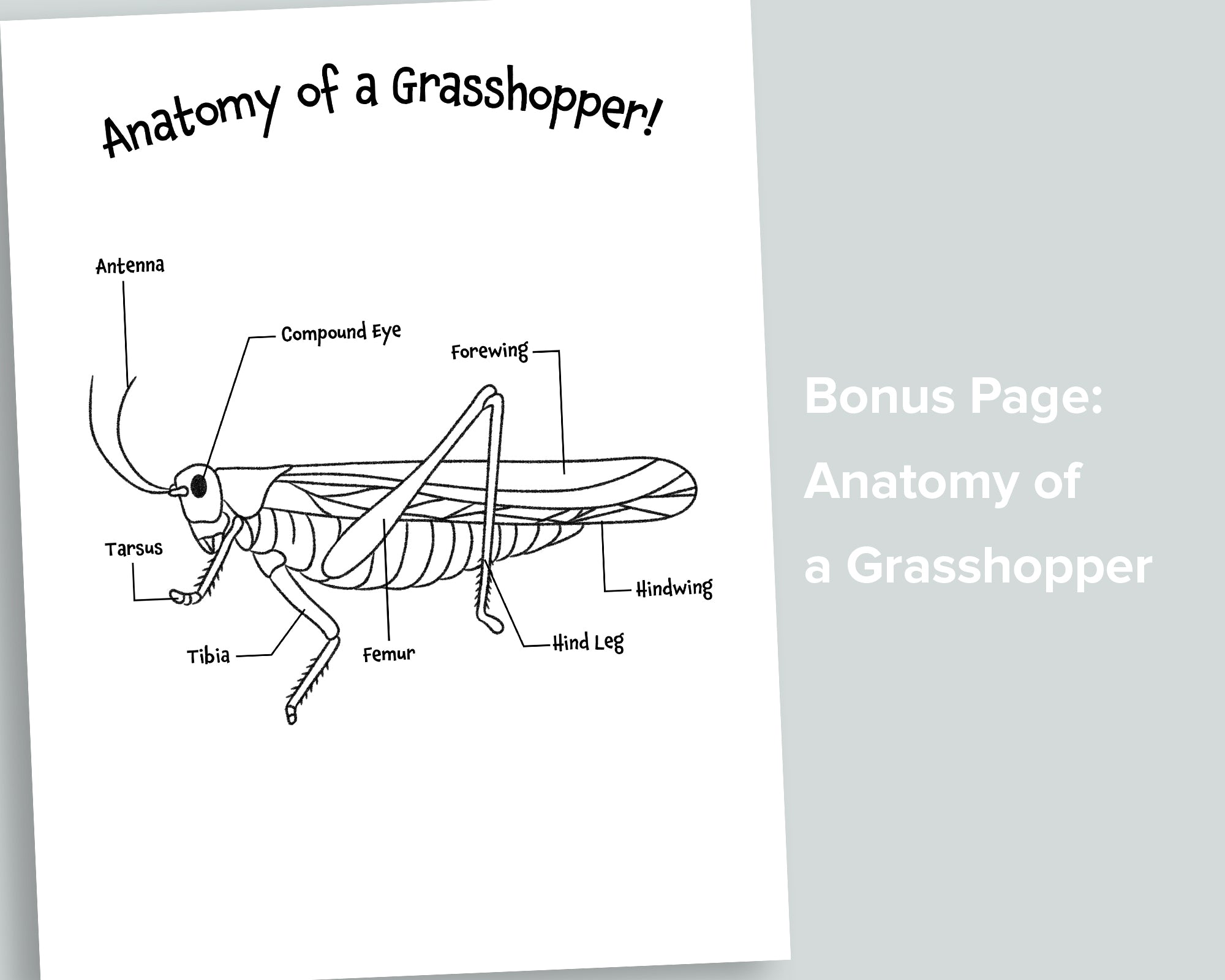 Grasshoppers Letter Pack