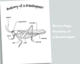 Grasshoppers Letter Pack