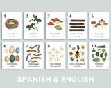 Nature Counting Cards (Spanish)