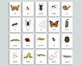 Editable Bug Flashcards