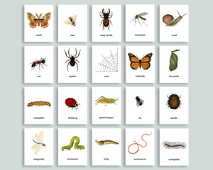 Editable Bug Flashcards