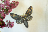 Articulated Moth