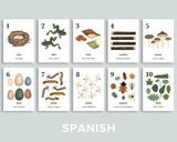 Nature Counting Cards (Spanish)