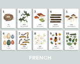 Nature Counting Cards (French)