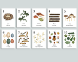 Nature Counting Cards