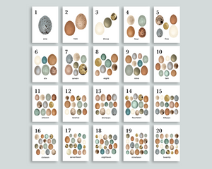 Egg Counting Cards 1-20