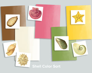 Shell Color Sort