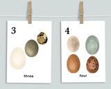 Egg Counting Cards 1-20