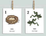 Nature Counting Cards