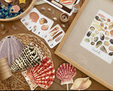 Seashell Mini Bundle