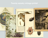 Natural Curiosities Collection