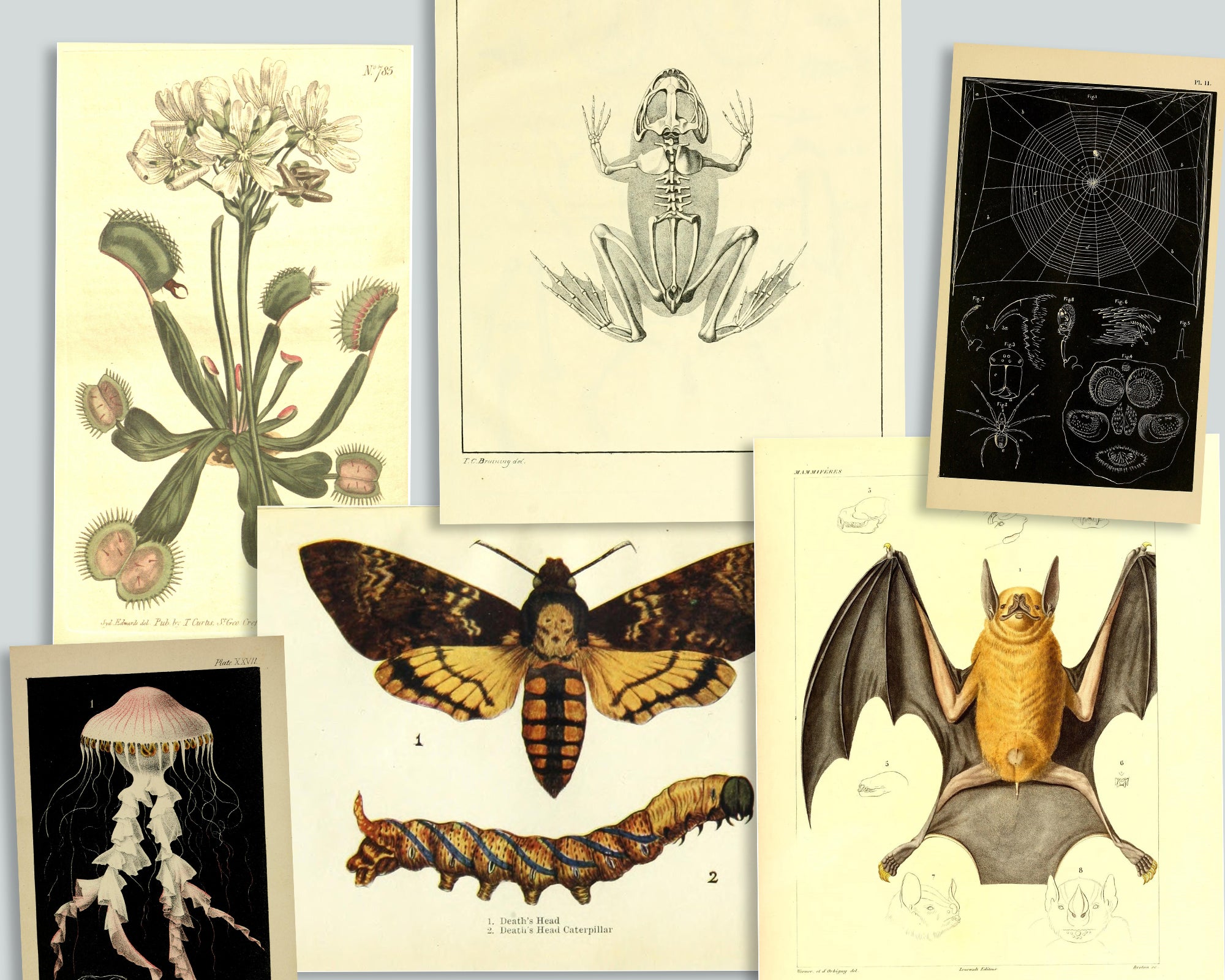 Natural Curiosities Collection