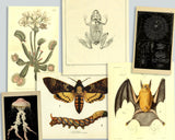 Natural Curiosities Collection