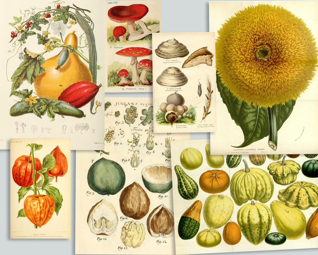 Vintage Autumn Collection