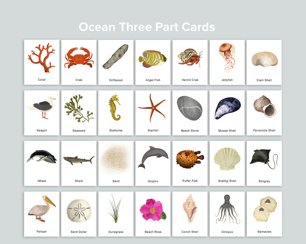 Ocean Activity Pack