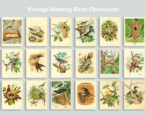 Vintage Nesting Birds Flashcards
