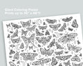 Giant Moth Coloring Poster