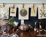 Natural Curiosities Collection