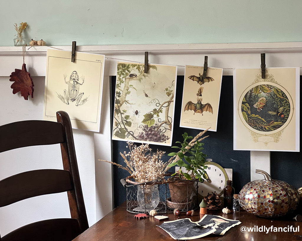 Natural Curiosities Collection