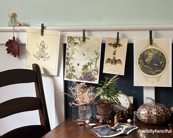 Natural Curiosities Collection