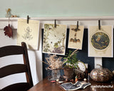 Natural Curiosities Collection