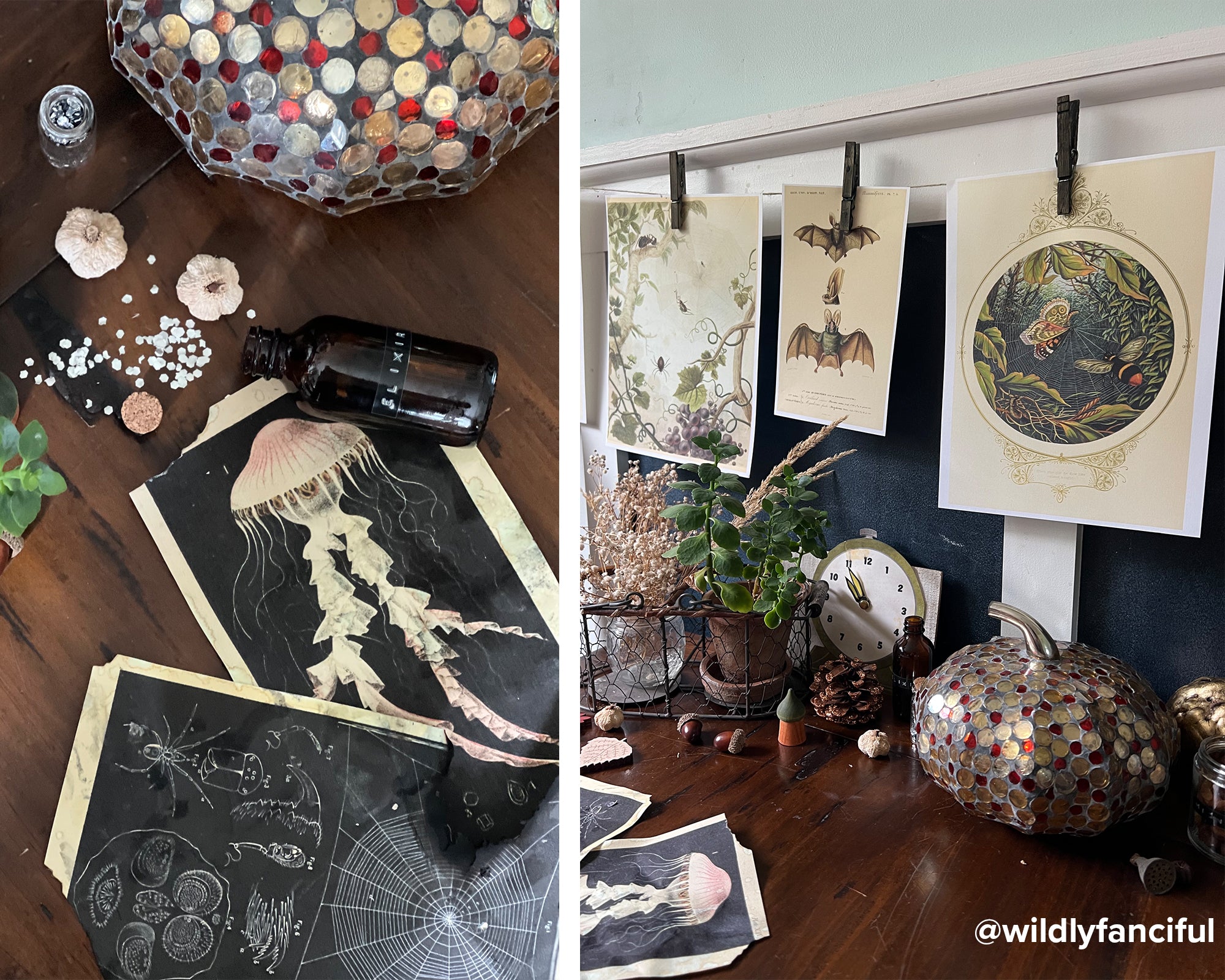 Natural Curiosities Collection