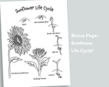 Sunflower Letter Pack
