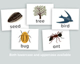 Nature Spelling Cards